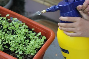 organic-garden-spray