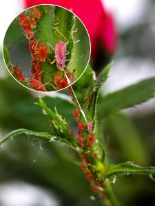 pest-attack