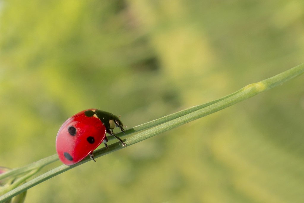 lady bug