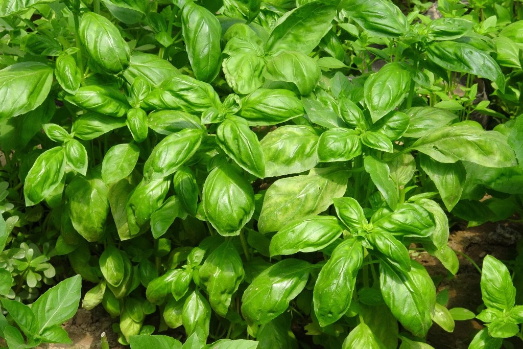 organic basil