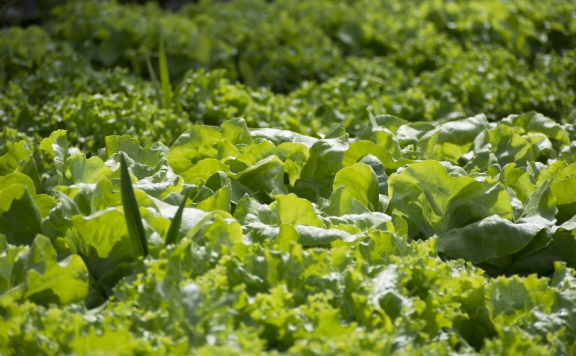 organic gardening kits