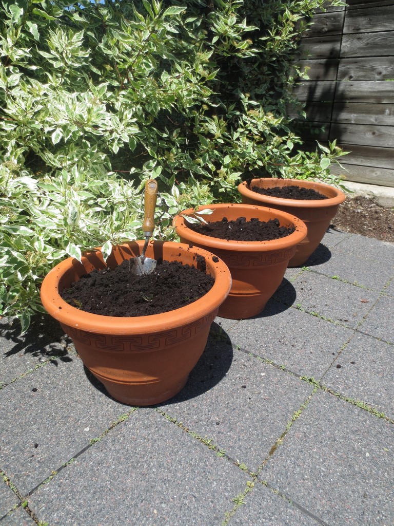 use organic soil!