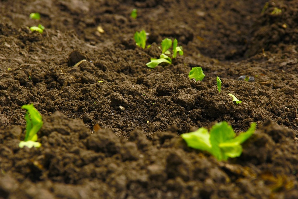 soil