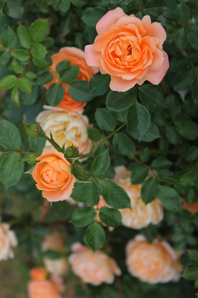 organic rose gardening
