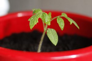 tomato balcony garden