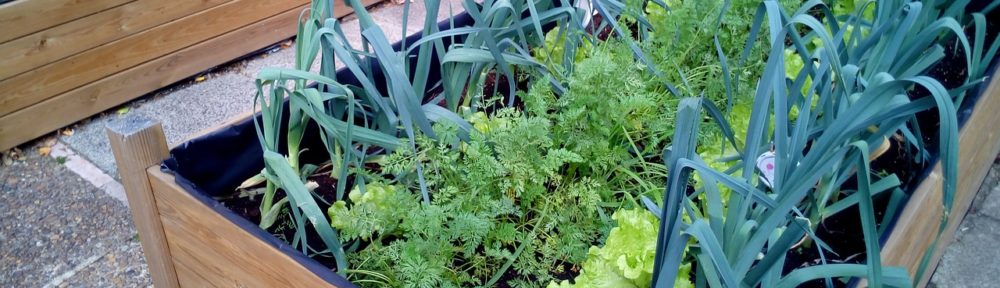 urban farming