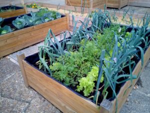 urban farming